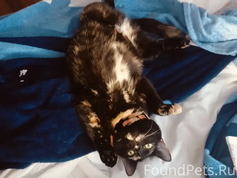 Пропала кошка Ириска, улица Кутузова