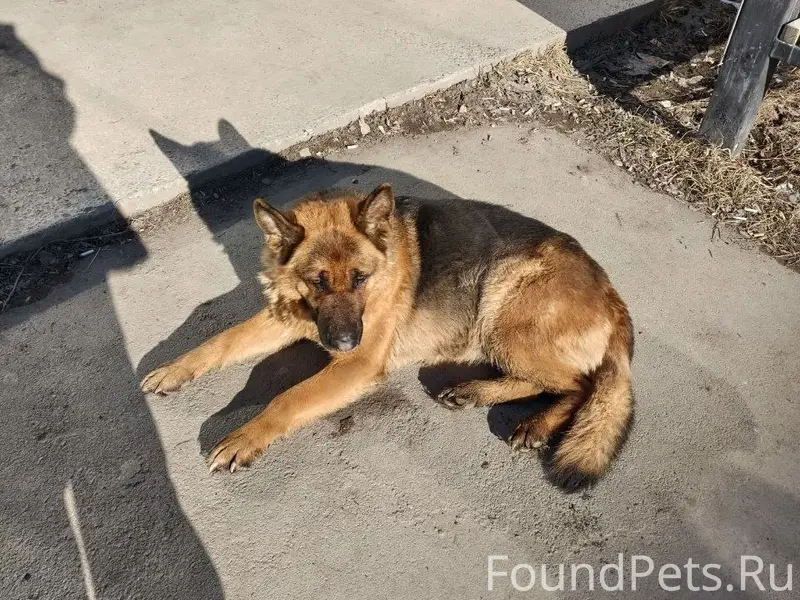 Найден пёс, Вышка 1