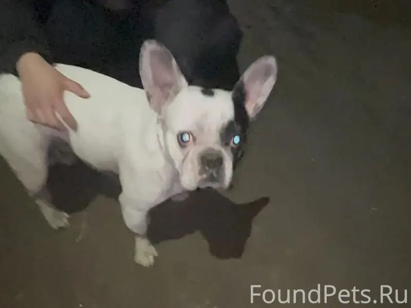 Найден тип собака, район снт Пищевик, Мясокомбинат