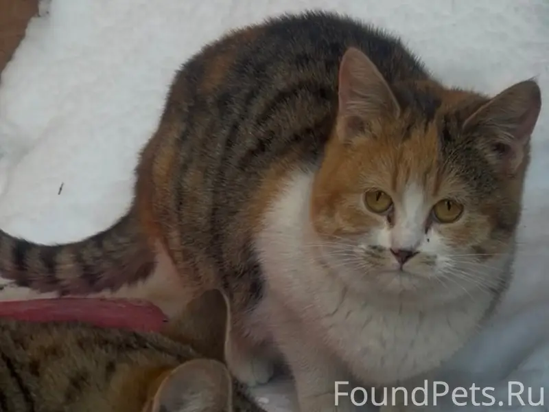 Пропала кошка-подросток, район ул. Калинина 52