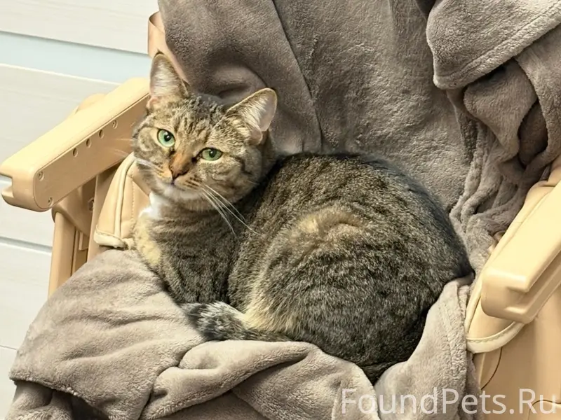 Пропала кошка Буся, улица Жуковского