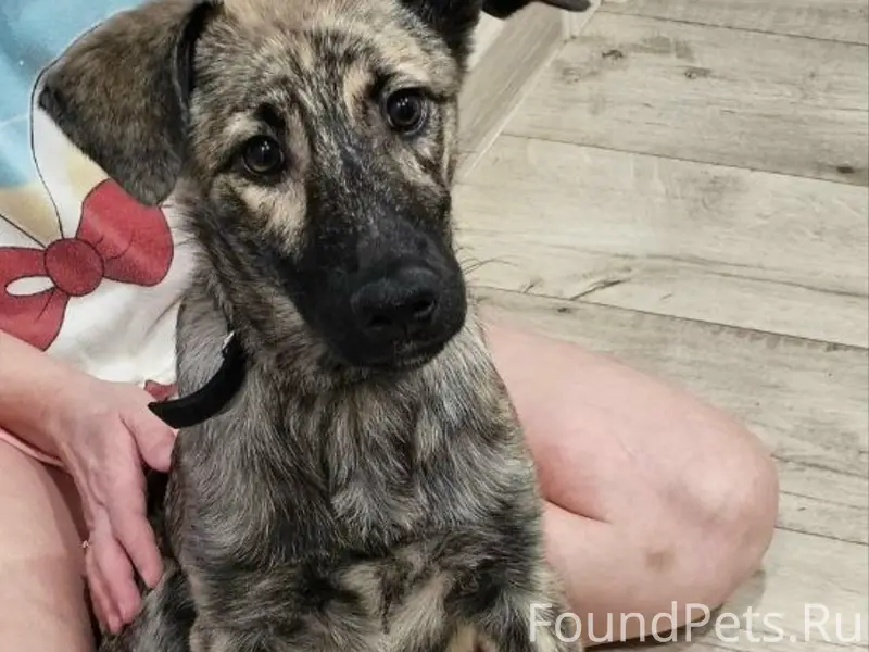 Найден подросток-собака Гречка, поле