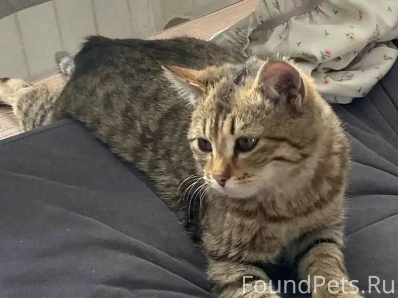 Найден кот, улица Кирова