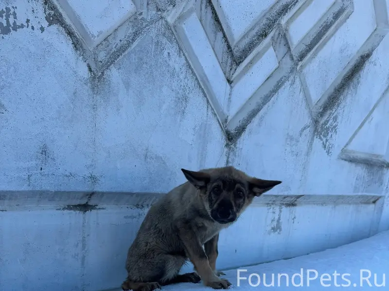 Найден щенок, район завод Калашников