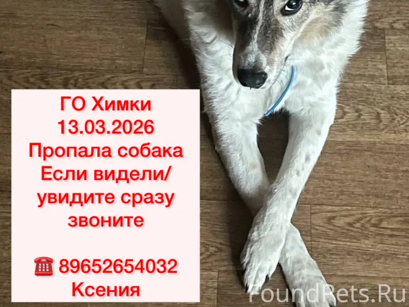 Пропала собака, Химки