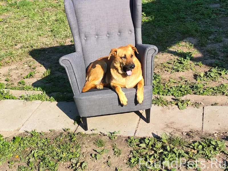 Пропала собака Найда, г. Хотьково