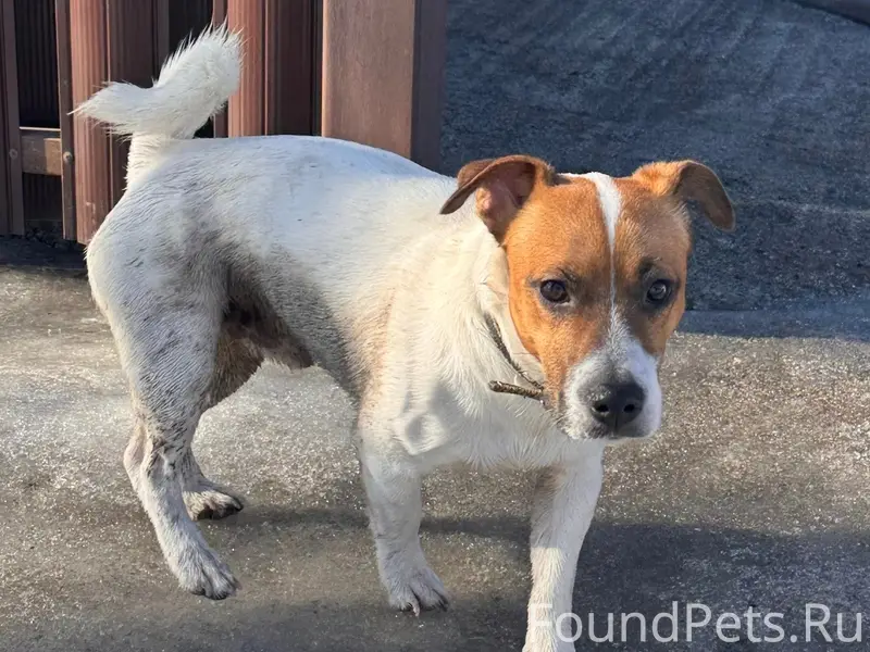 Найденна собака с ошейником, район Салтыкова-Щедрина