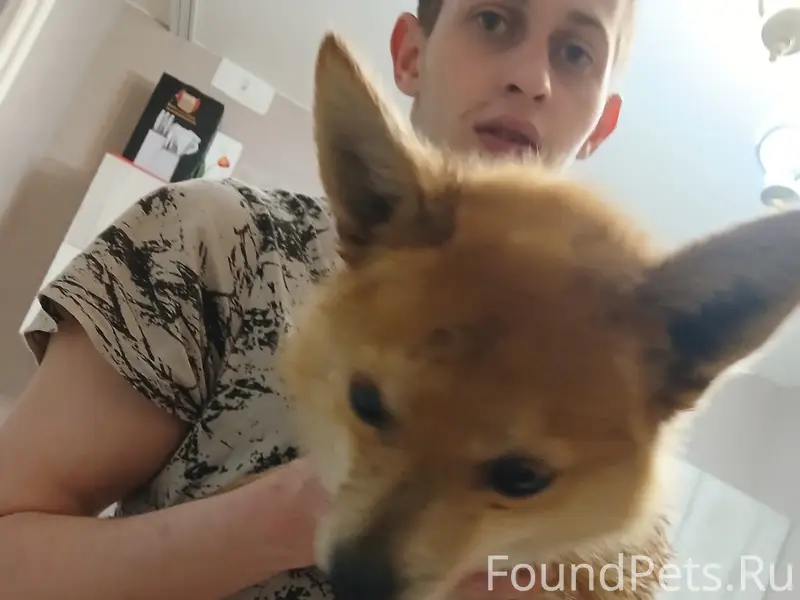 Найден тип собака, Алроса, ул. Зареченская