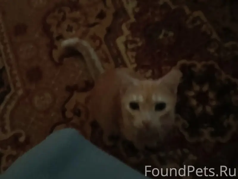 Пропала кошка Локи, улица Гагарина