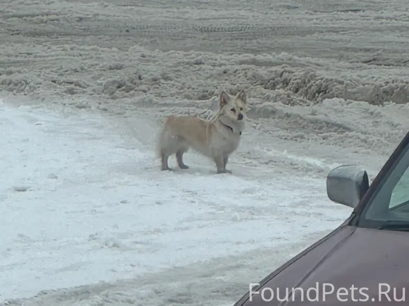Пропала маленькая собака, улица Энтузиастов