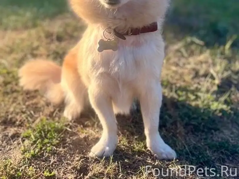 Пропала собака-коротколапик, Семилуки