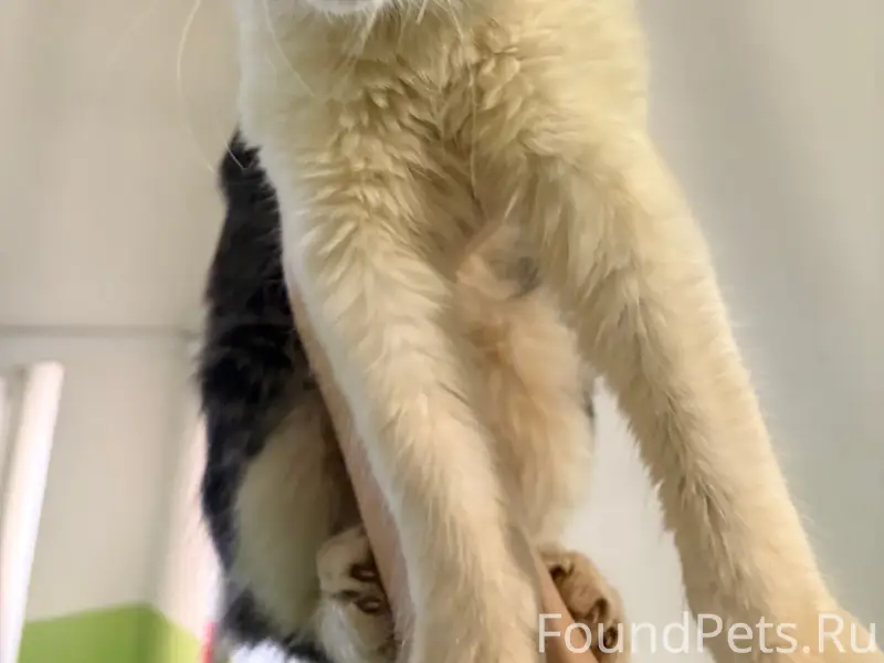 Найден котёнок, Корабельная 15А, Б