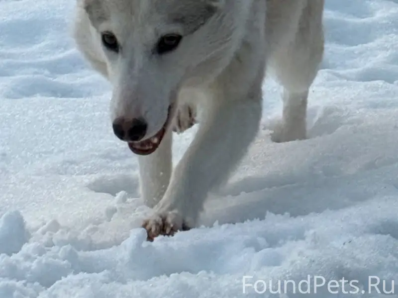 Пропала лайка Норка, Щёкино