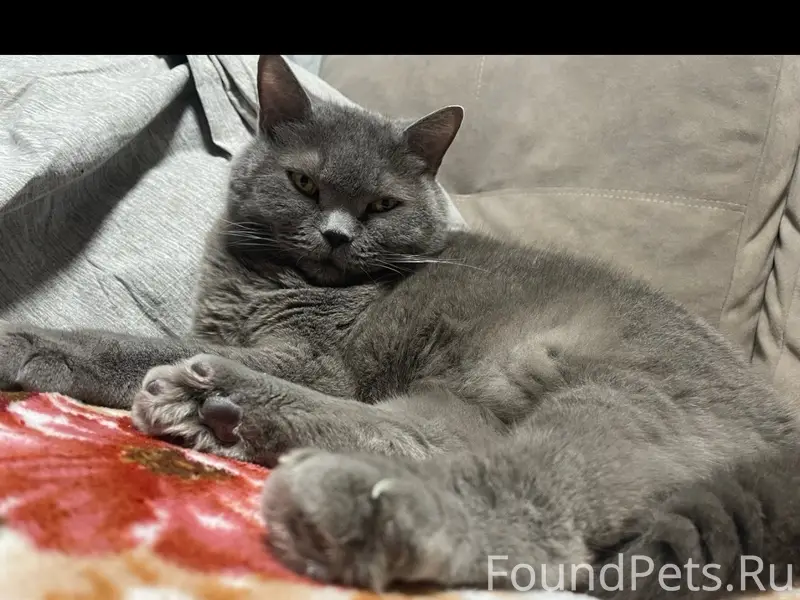 Пропал кот, Циргвавы 13