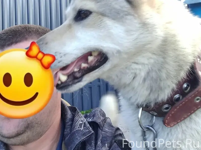 Пропал пёс Шурик, д. Малое Безгачево