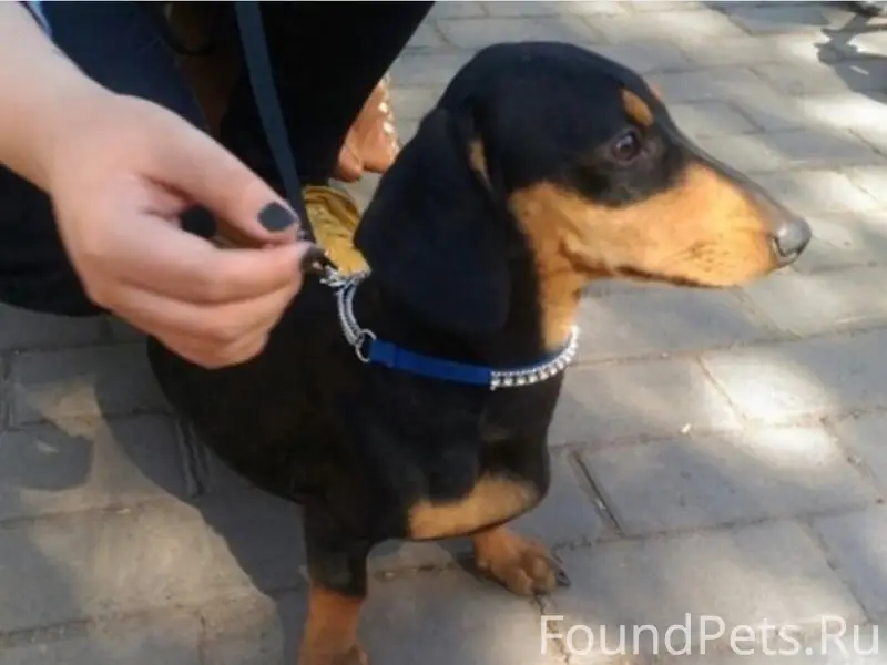 Пропала такса мини, Нижний Саянтуй