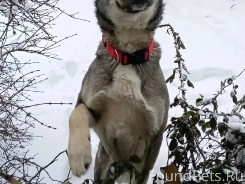 Пропал пёс, район ул. Пролетарской