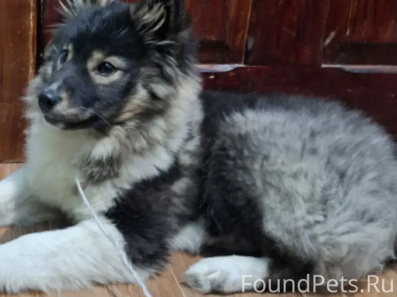 Пропала собака,