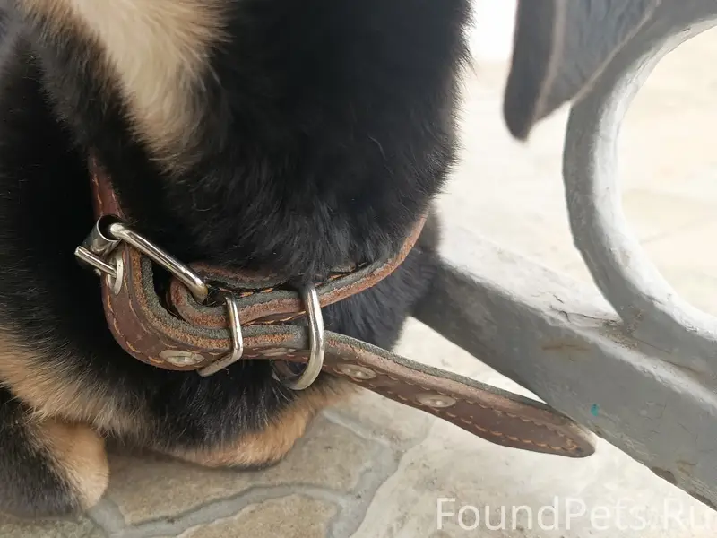 Пропала собака, Подстёпки