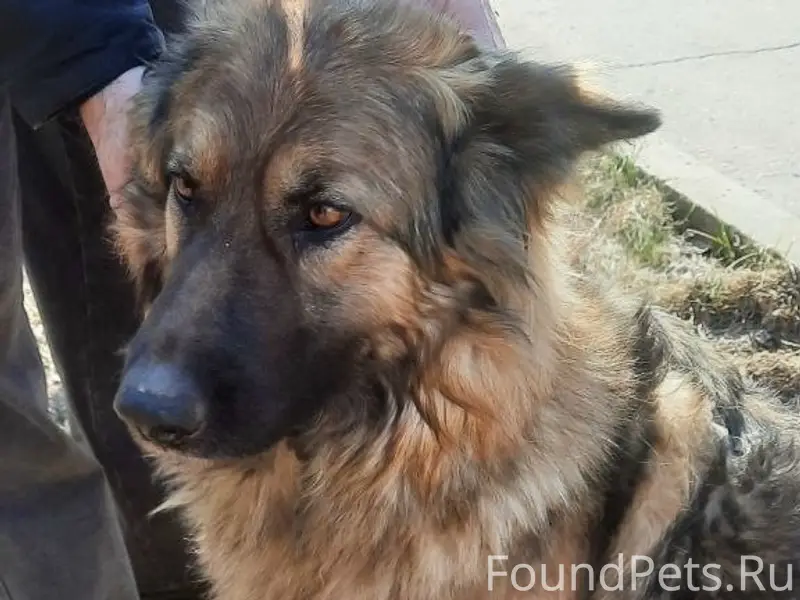 Найдена немецкая овчарка, Гомель