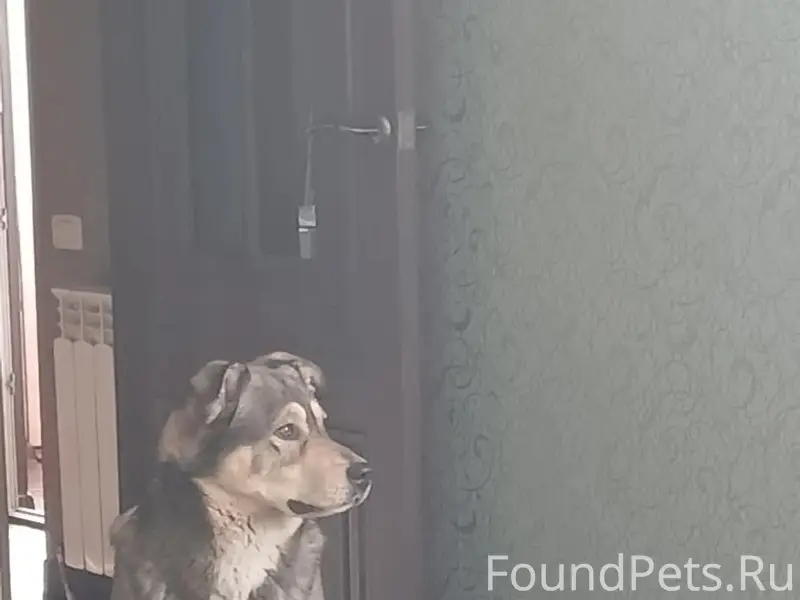 Пропал пёс Буч, левый берег