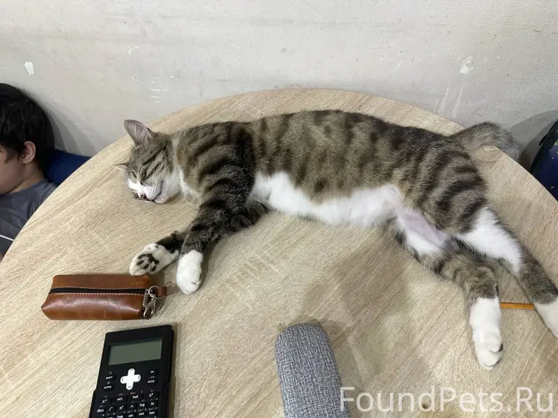 Пропал кот Амур, Лаврики