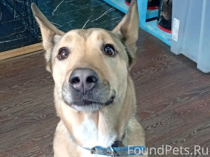 Найден щенок, Выборг