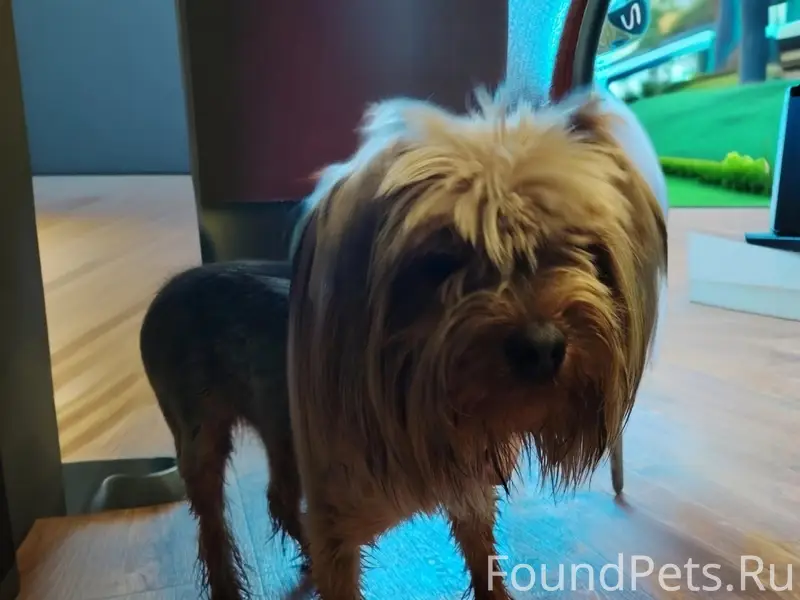 Найден кобель, Ангарск