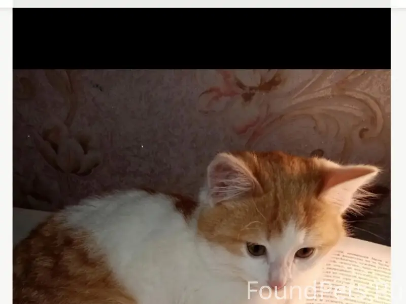 Пропал кот Барсик, Белорецк