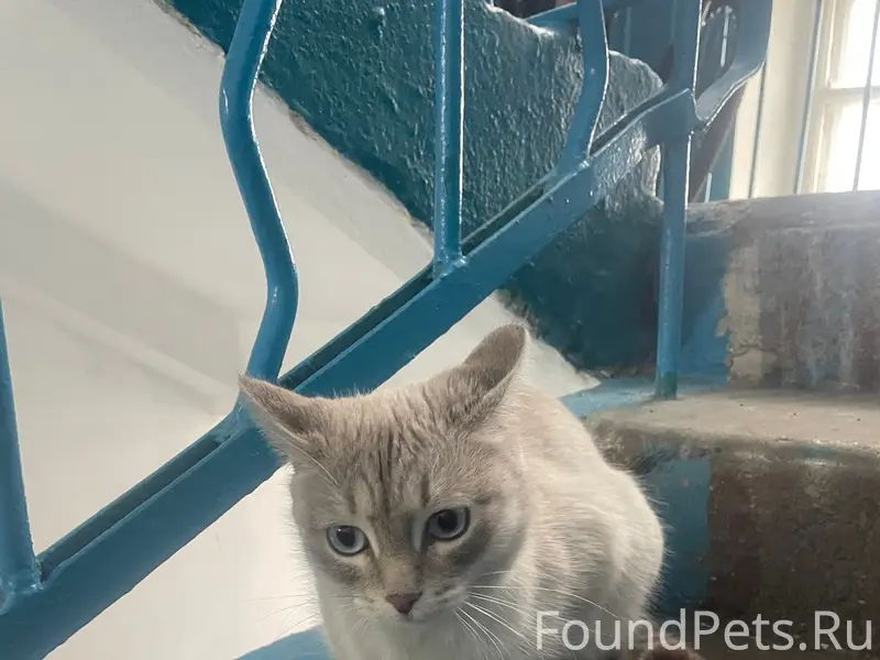 Найдена кошка, Куйбышева 2а, 6 подъезд