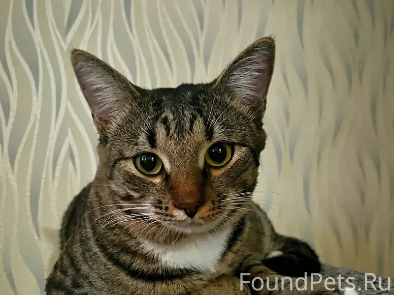 Пропал кот Тоша, город Балабаново