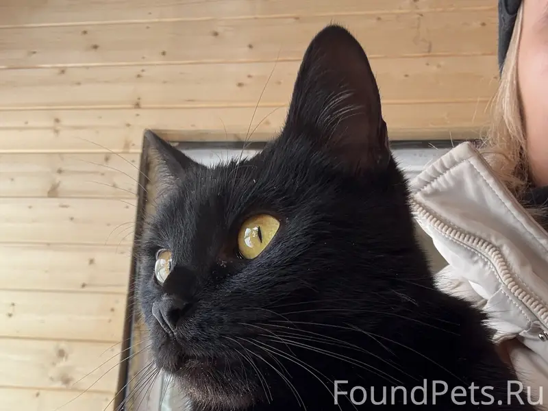 Найден молодой кот, Заволжский район