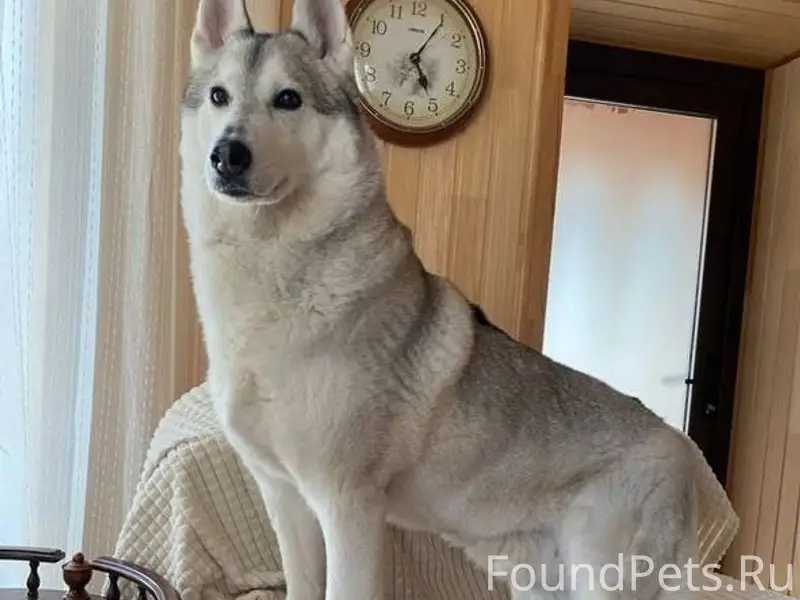 Пропал Лорд, Тульская область