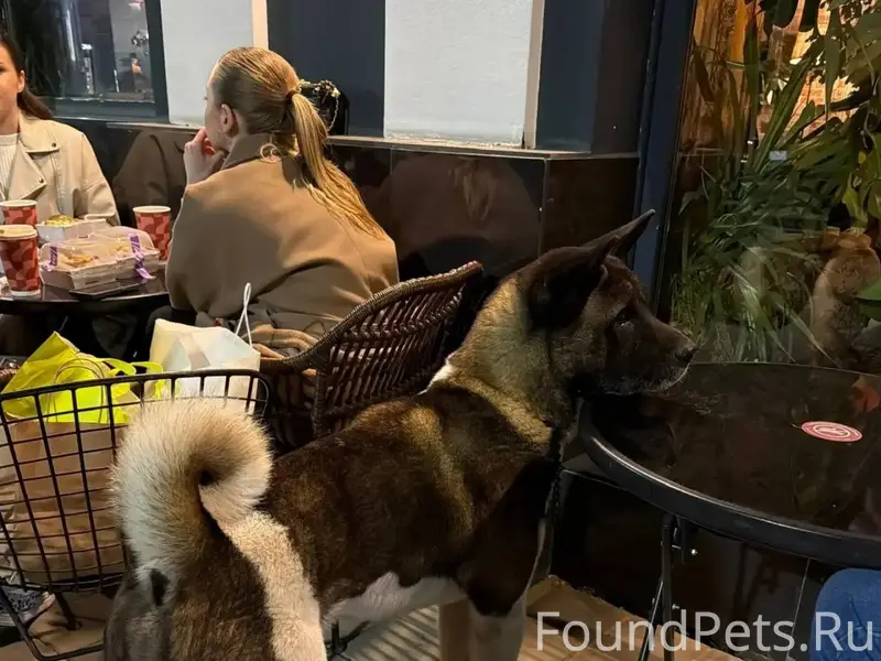 Найден пёс американская акита, Краснодар