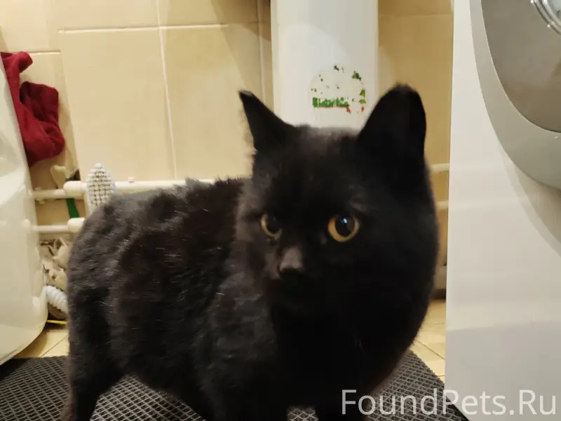 Найдена кошка, Конева