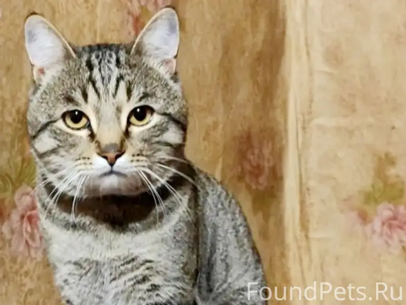 Пропал кот Барсик или Бася, улица Дзержинского