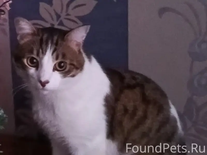 Пропал кот, Ленина,10