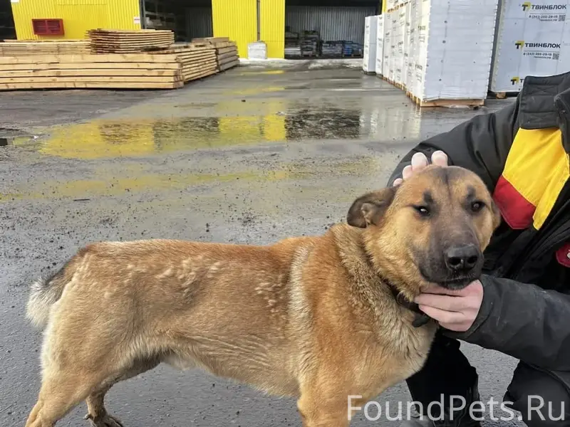 Найден рыжий кобель в ошейнике, Большие Брусяны