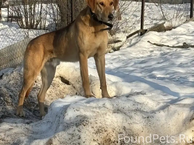 Найден кобель русской гончей, Коломенский район