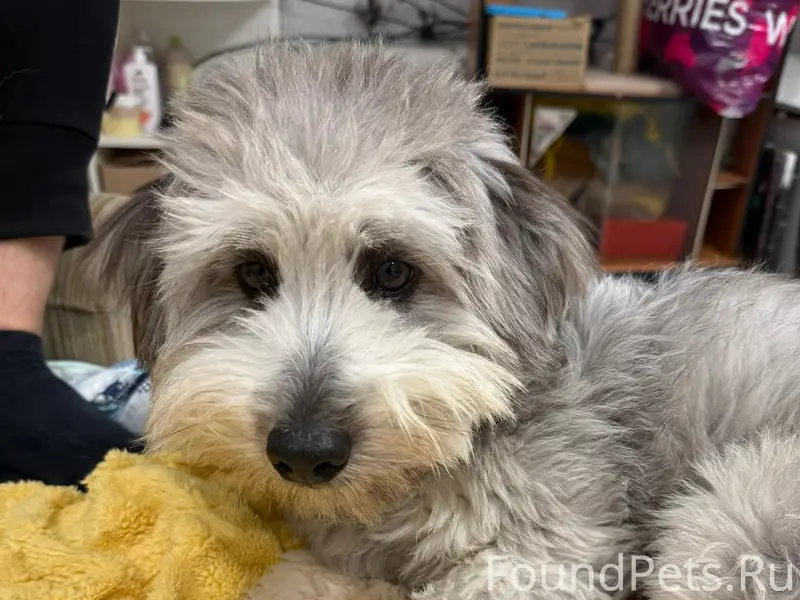 Пропал серый пес Тедди, Семеновка