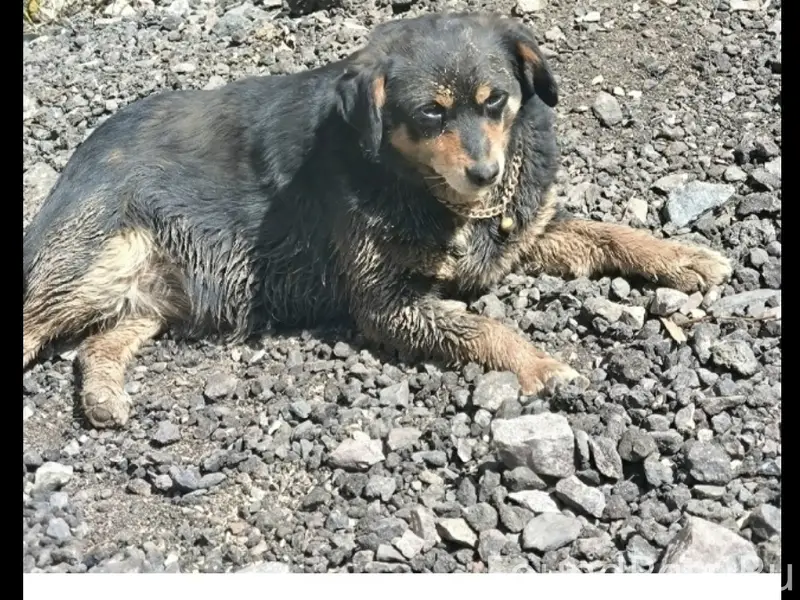 Пропала собака, район кирпичного завода