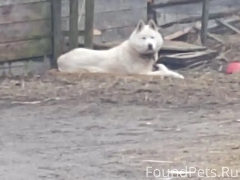 Найден белый пёс, Утинская улица