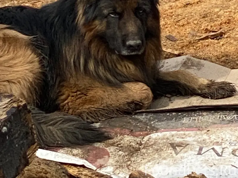 Найденна овчарка, район Демы, Уфа