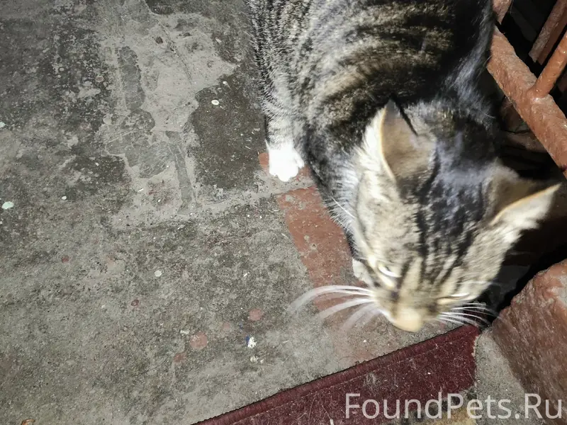 Найден кот, ул. Демьяна Бедного