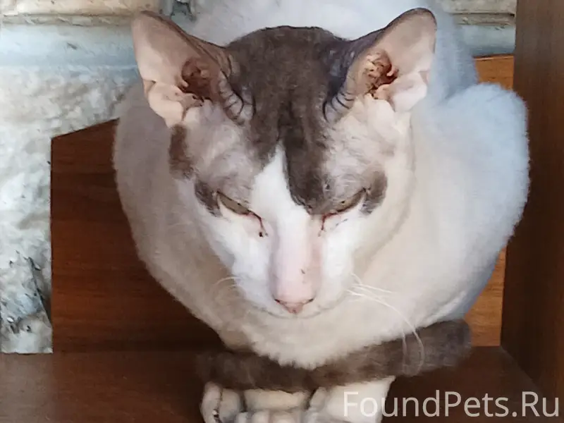 Найден ориентал, Калининского, 275-в