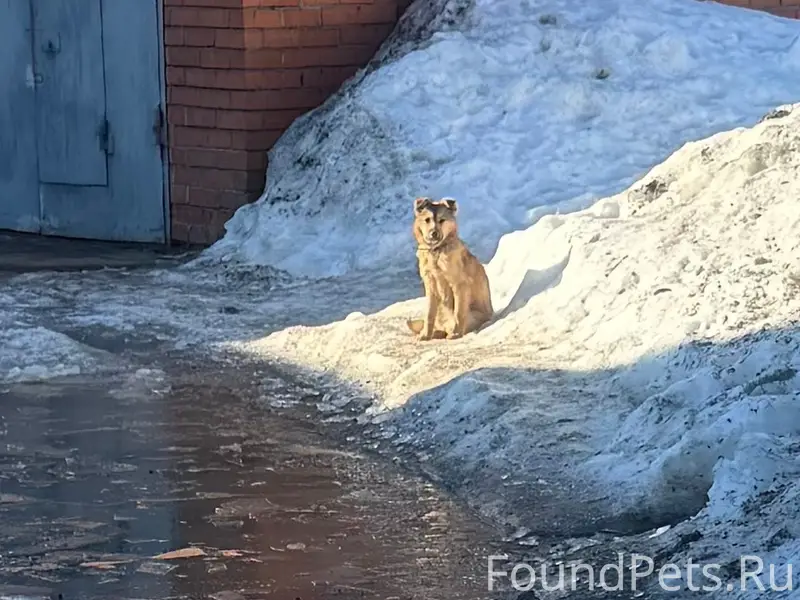 Найден щенок с ошейником, Южный район