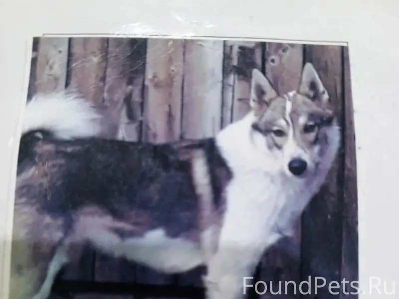 Пропал кобель Западно-Сибирской лайки, зато пос. Солнечный