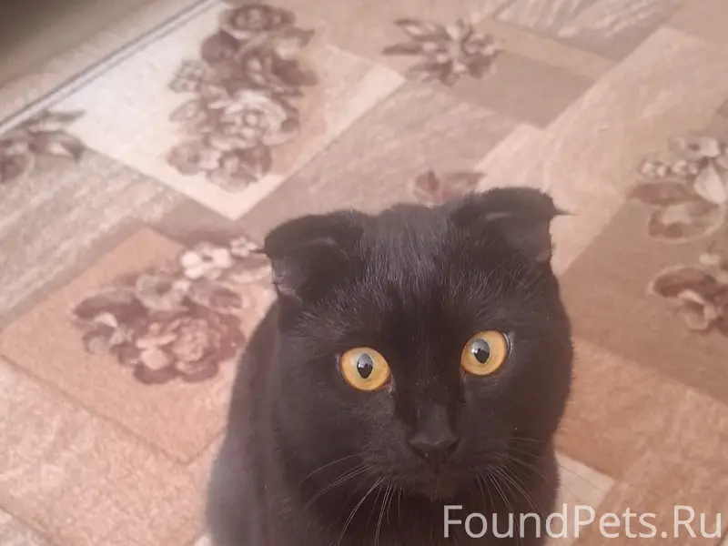 Пропал вислоухий кот чёрный, ул. Ленина