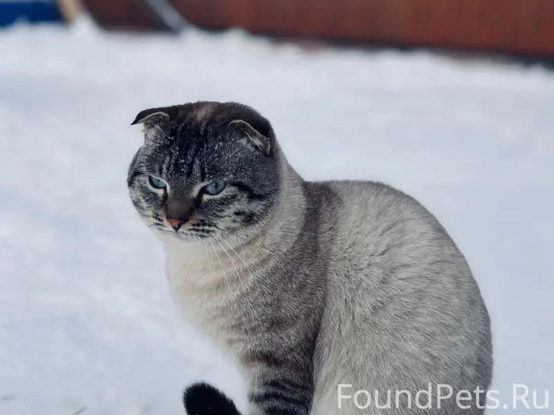 Пропал взрослый кот, Шатура