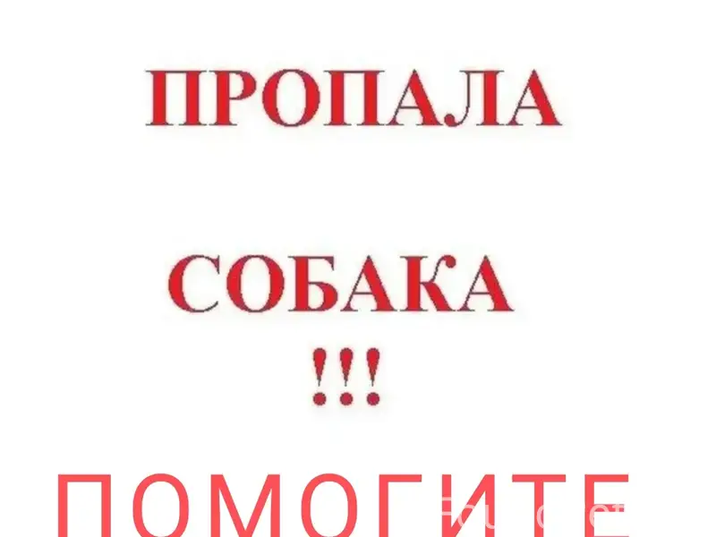 Пропала русская пегая, Мостопоезд